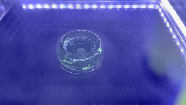 Cloud Chamber2 смотреть онлайн