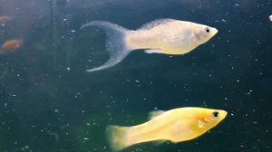 ЛЕЧЕНИЕ ИХТИОФТИРИОЗА МАЛАХИТОВЫМ ЗЕЛЁНЫМ | Ихтик скосил почти все аквариумы