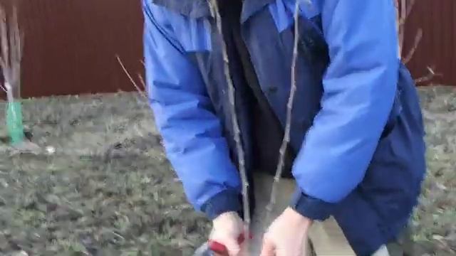 формирование кроны двухлетних саженцев смотреть онлайн