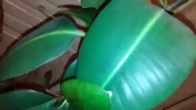 Мои растения! Фикусы ! смотреть онлайн