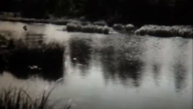 ФЛОРА И ФАУНА ЗЕМЛИ: Животные обитатели водоёмов смотреть онлайн