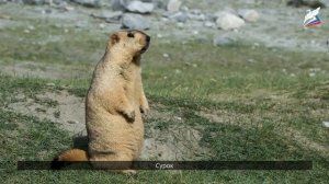 Природа лесостепей и степей. Население и хозяйство лесостепной и степной зон.