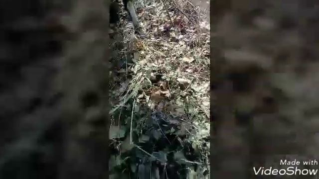 Переход козлят на сочные корма. смотреть онлайн