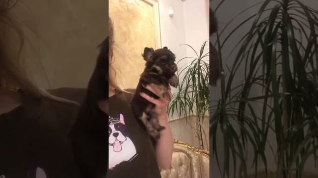 Девочка шоколадный йоркширский терьер, шоколадный йорк щенки what’s app 8(999)013-3-999 смотреть онлайн