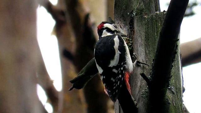 "Долбит и кричит" Дятел в конце лета смотреть онлайн