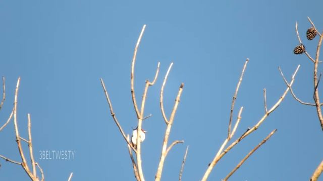 Zoom range Fuji HS25 EXR Redheaded Woodpecker смотреть онлайн