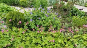 Герань крупнокорневищная в дизайне сада, посадка, размножение, уход.