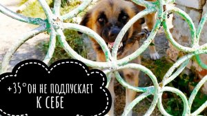 На цепи в жару без воды и еды