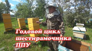 ГОДОВОЙ ЦИКЛ ШЕСТИРАМОЧНИКА ППУ от БИНЕНХАУСА, СНОВА ДЕЛАЕМ ОТВОДОК НА МАТОЧНИК.