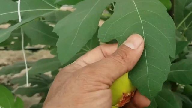 Инжир Жёлтый Россия | Растущая Таврида смотреть онлайн