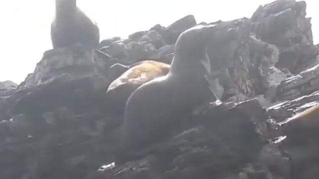 Морские львы в Приморье смотреть онлайн