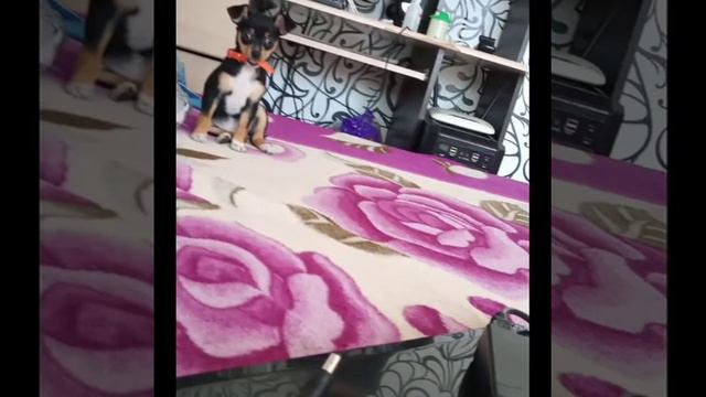 Той терьер Тося 1,5 мес с тыковкой смотреть онлайн