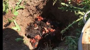 Как посадить грушу? Где купить саженец груши дешево?