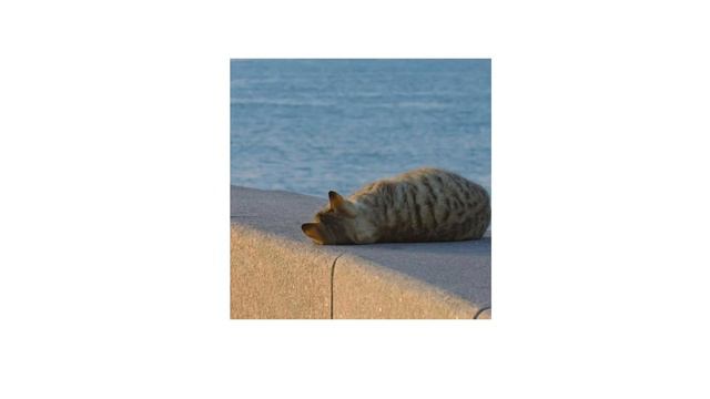 Gata Only ( Speed Up ) 💗