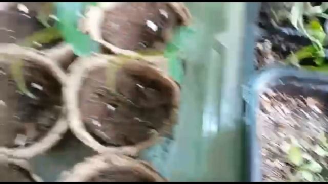 обзор моих растишек и рассады 22 мая 2022 смотреть онлайн