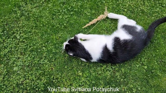Funny Cat! Полный хохотач!) Позитив на целый день!) Кошки дают нам множество поводов повеселиться!