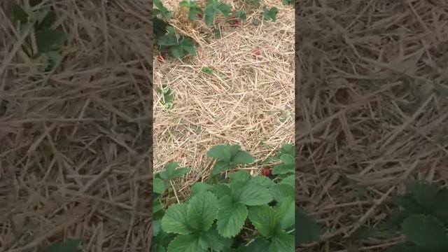 Собираем Клубнику😃 смотреть онлайн