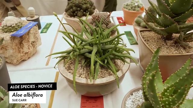 Aloe albiflora смотреть онлайн