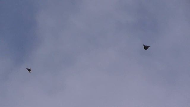6.05.2021г. Весенний ветерок пара голубей в небе. смотреть онлайн