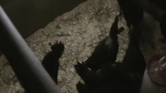 Куры Ухейилюи ,зеленое полезное яйцо смотреть онлайн