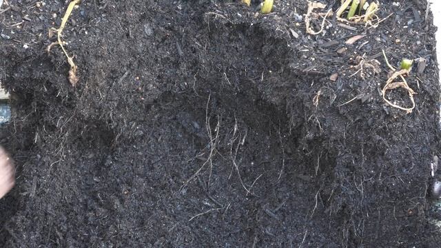 Grow Potatoes in a Cardboard Box смотреть онлайн