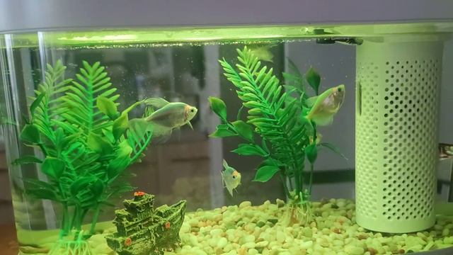 Акваферма. Аквариум Xiaomi Geometry Fish Tank Aquaponics Ecosystem C180 Standart Set белый смотреть онлайн