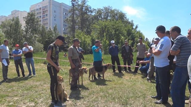 Выставка охотничьих собак.г Пенза 29.05.2021 смотреть онлайн