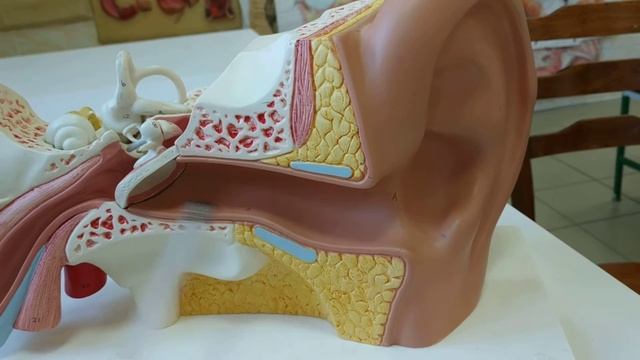 НАРУЖНОЕ УХО смотреть онлайн