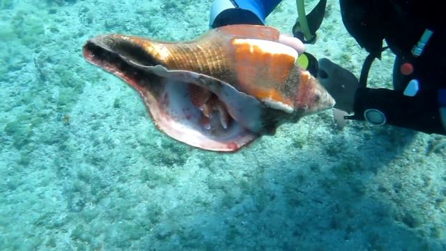 Cuba Diving Varadero 2012