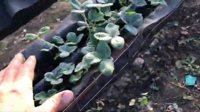 КЛУБНИКА НА СТЕЛЛАЖАХ. ОТВЕТЫ НА ВАШИ ВОПРОСЫ. Почему такая густая посадка? смотреть онлайн