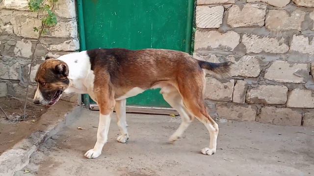 Алгыр - Туркменский Алабай Central Asian Work Dogs Alabai Turkmen alabay смотреть онлайн