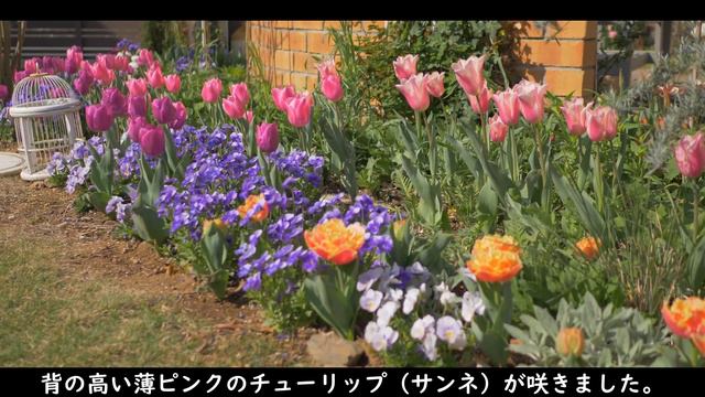 ガーデニング｜4月のガーデンツアー｜奇跡のように美しい春の花｜お花見と新しい花を買う смотреть онлайн