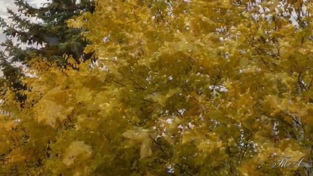 " Осенние листья"... Autumn Leaves - Joseph Kosma - Sax & Piano (Cover) смотреть онлайн