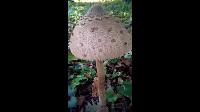 Гриб зонтик.Царь зонтик смотреть онлайн