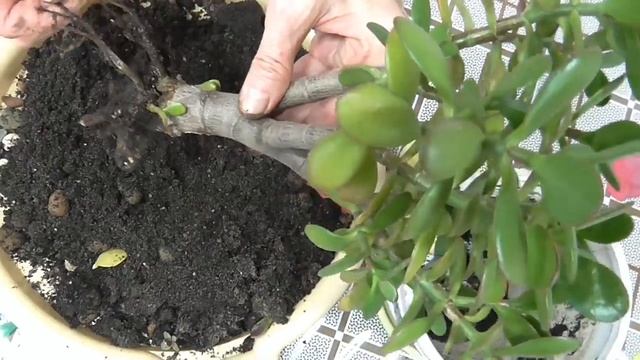 Зимняя пересадка денежного дерева. Можно ли пересаживать денежное дерево зимой. смотреть онлайн