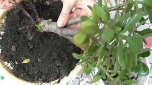 Зимняя пересадка денежного дерева. Можно ли пересаживать денежное дерево зимой.