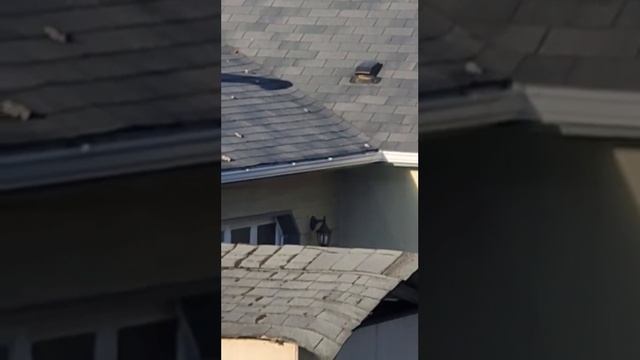 собака срет на крыше смотреть онлайн