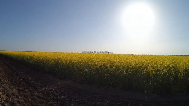 Фаза цветения рапса смотреть онлайн