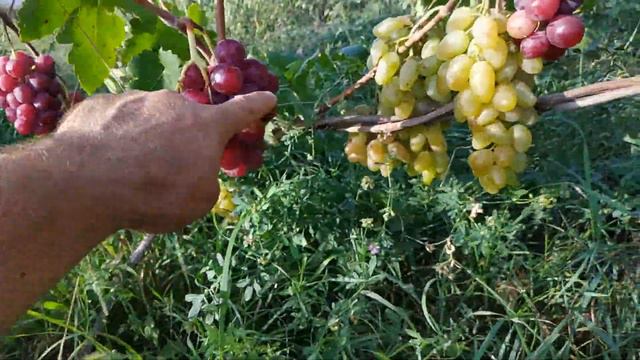 ВИНОГРАД ШАГАНЕ 2019 смотреть онлайн