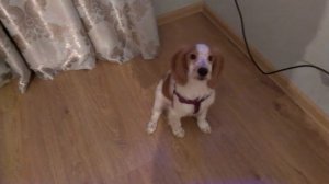 щенок русский спаниель девочка учим команды сидеть и лежать :)