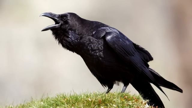 Raven ~ Bird Call ~ Learn The Sound A Raven Makes . Raven Sounds And Pictures