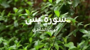 Сура Ясин 36 Абу Бакр аш-Шатри ﺳﻮﺮﺓ ﻳﺱ أبو بكر الشاطري Sura Yasin Abu Bakr ash- Shatri