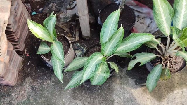 Tanama hias Aglaonema Silver Bay смотреть онлайн