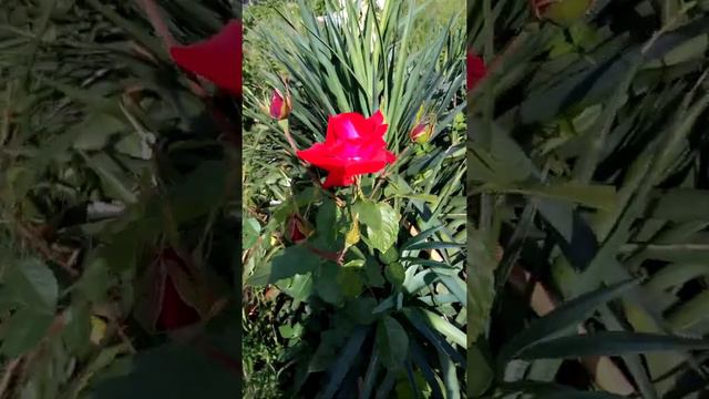 юкка зацвела смотреть онлайн