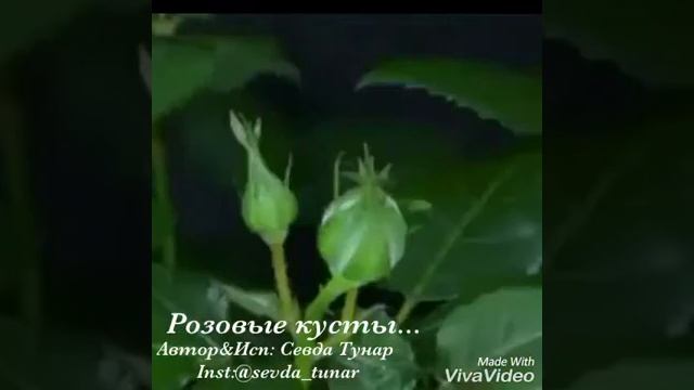Розовые кусты...Автор&Исп:Севда Тунар/Sevda Tunar/inst:@sevda_tunar смотреть онлайн