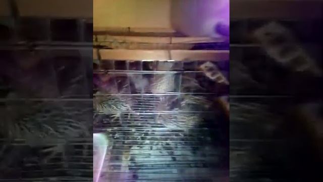 содержание бройлеров и перепелов в сарае смотреть онлайн