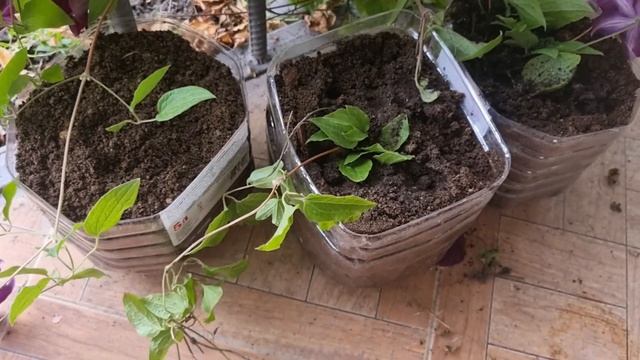 15 июня 2022 г.попробовала укоринить климатис смотреть онлайн