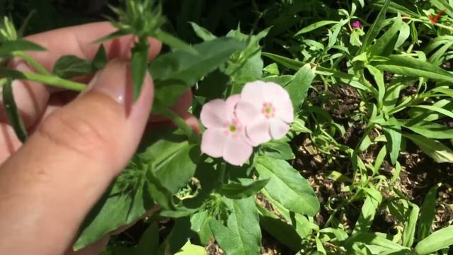 Planting Phlox in the Philippines (Phlox Start to Bloom) смотреть онлайн