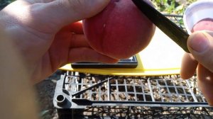 Персик Золотой Юбилей оказался беломясым ?!