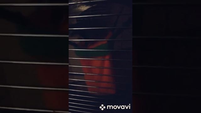 Белка летяга, сахарный австралийский Поссум Джоник. смотреть онлайн